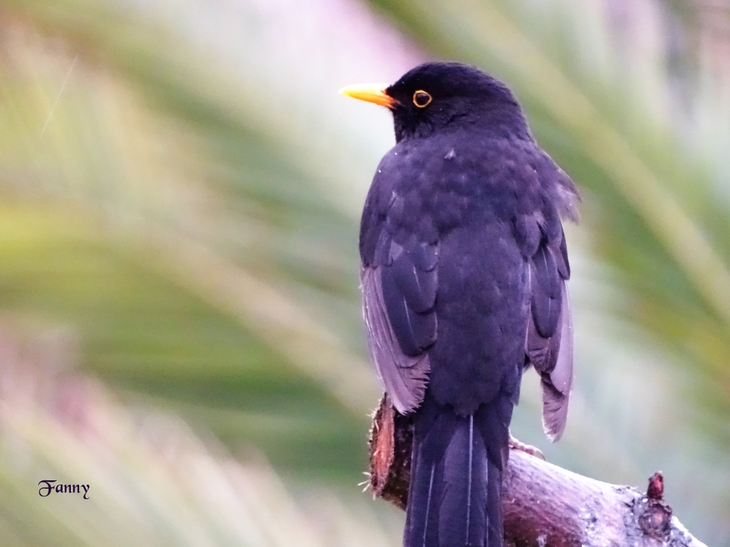 Copie merle signé  DSC05754.jpg