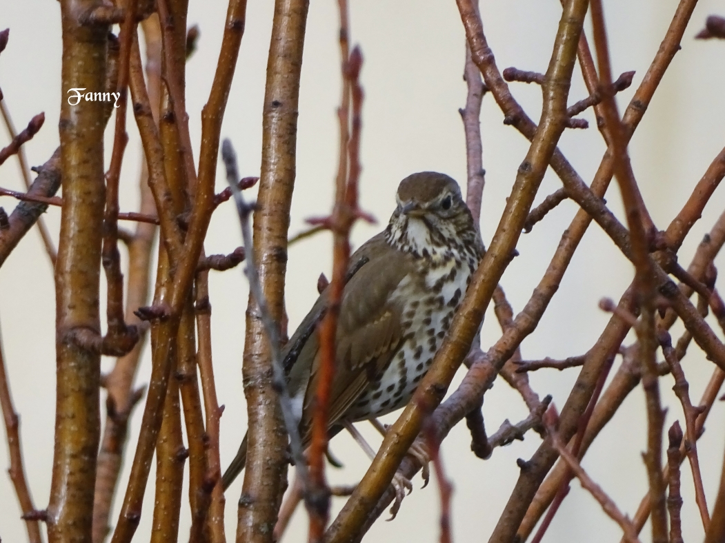 Grive musicienne signée  DSC05759.jpg