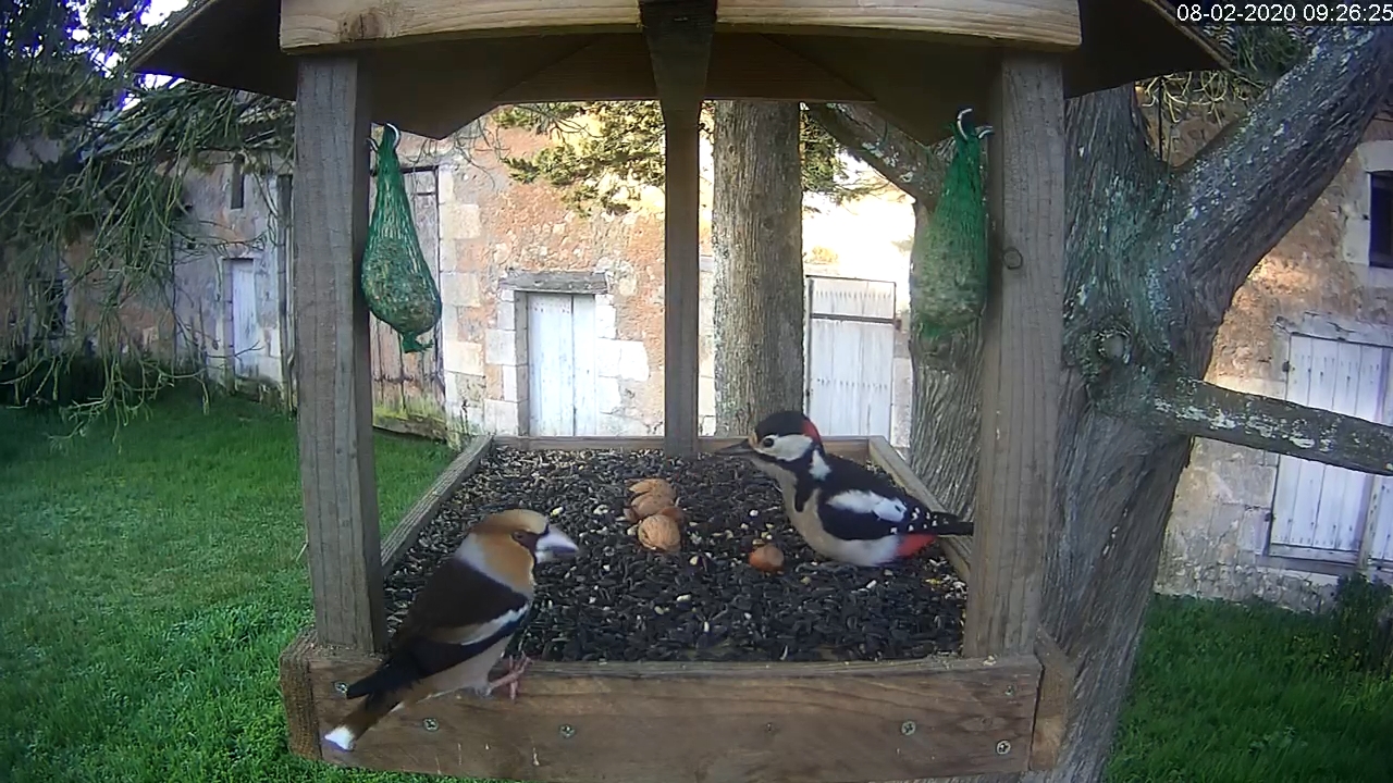 gros bec et pic épeiche.jpg