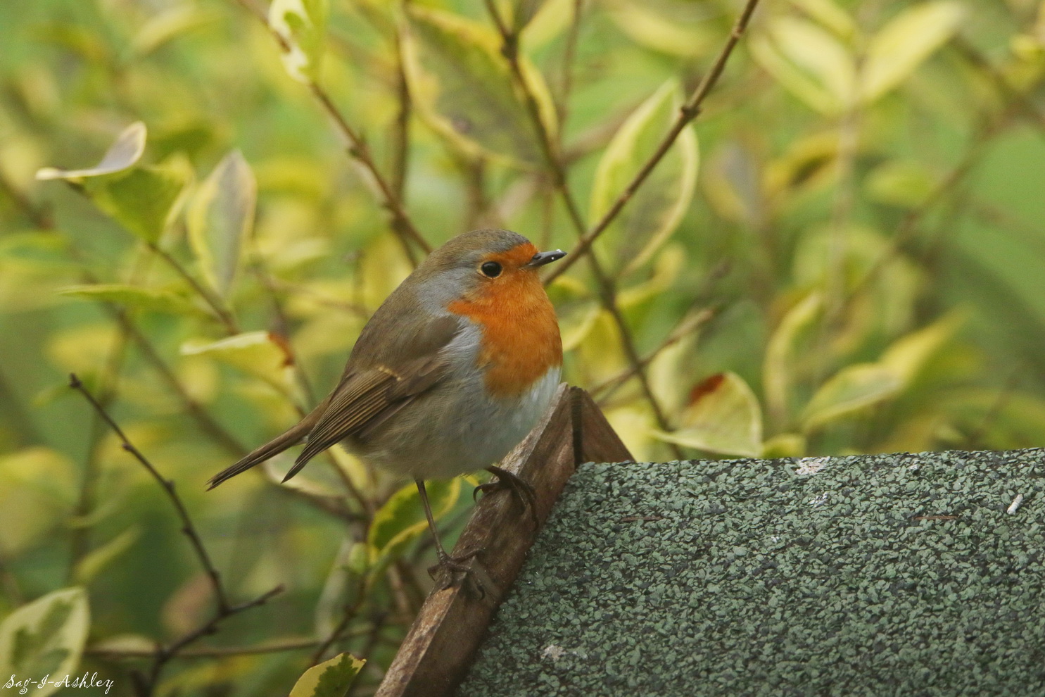 EO9A0102_GF - Copie.jpg