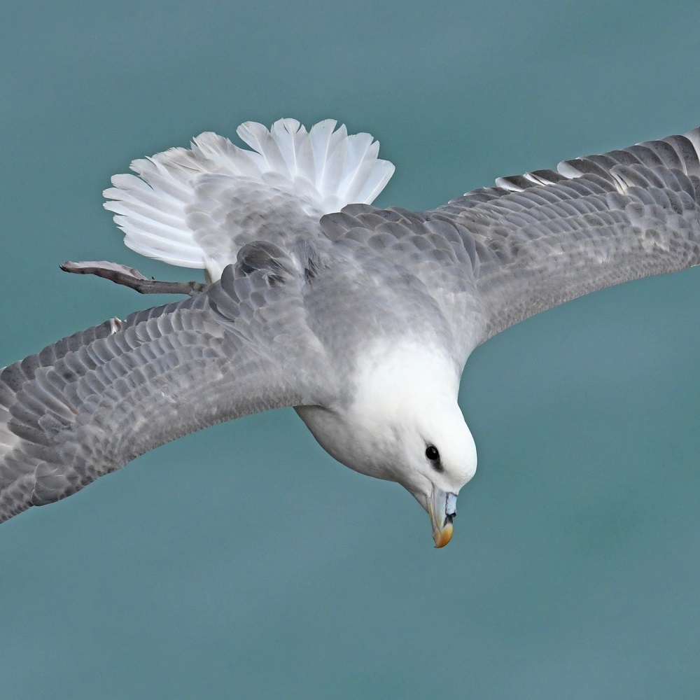 DSC_7417 - Copie.jpg