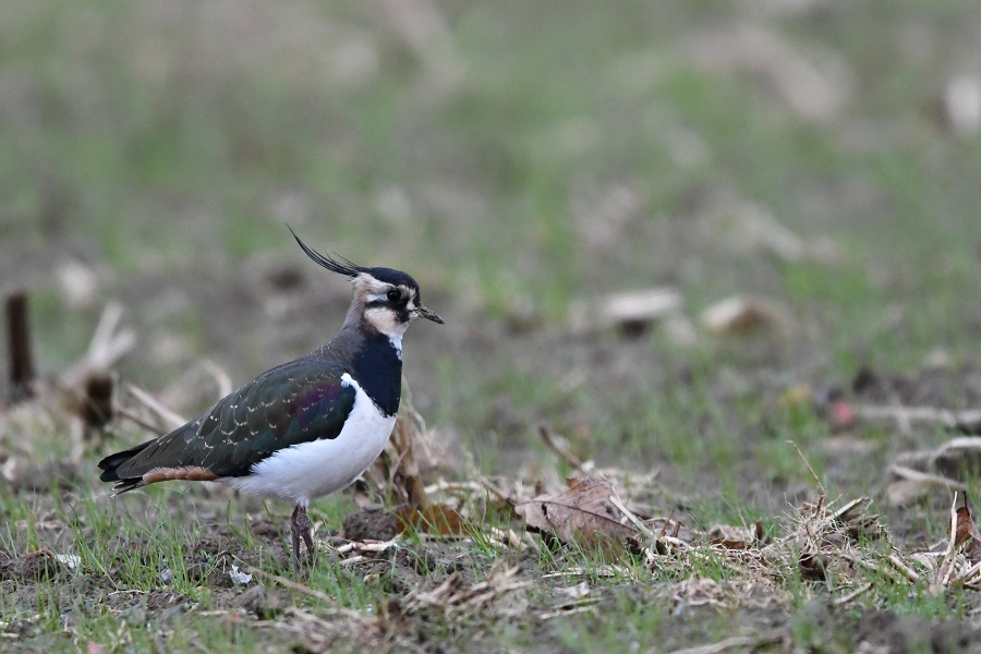 DSC_5277 - Copie.jpg