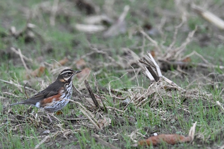 DSC_5241 - Copie.jpg