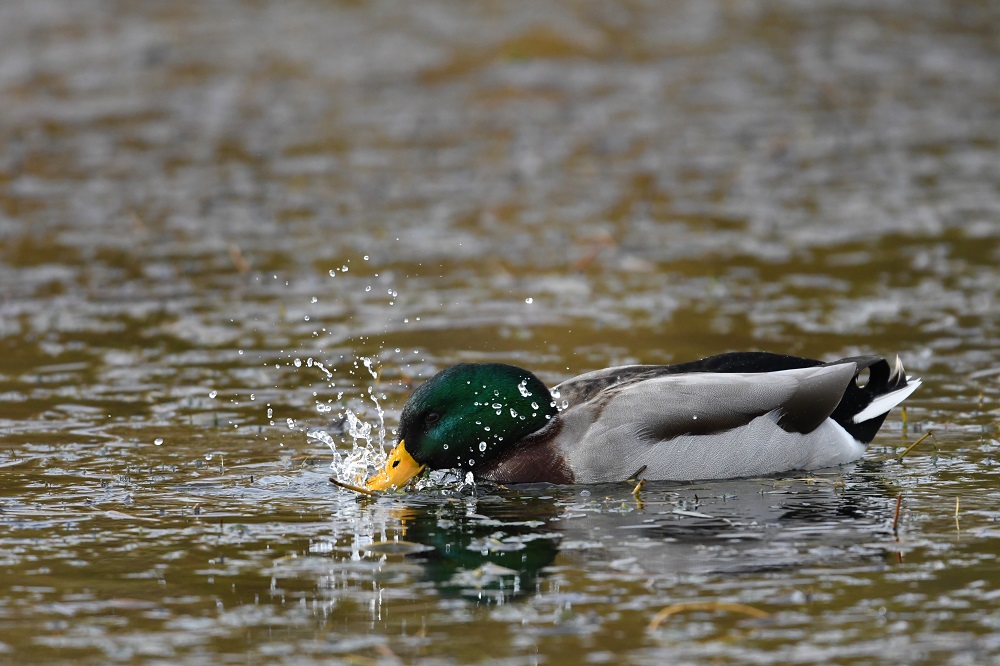 DSC_5838 - Copie.jpg