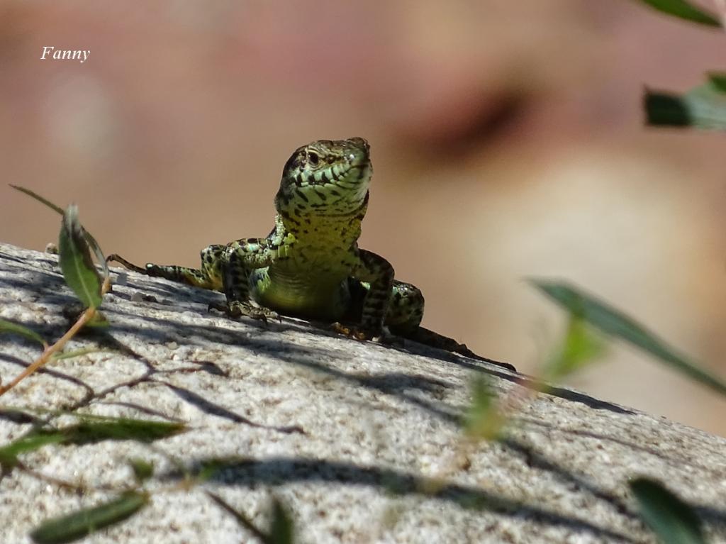 lezard-redim-sign...dsc03735-504ceb1.jpg
