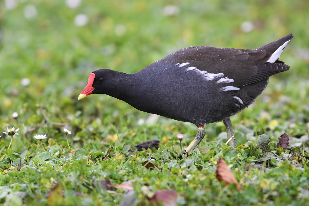 DSC_5648 - Copie.jpg