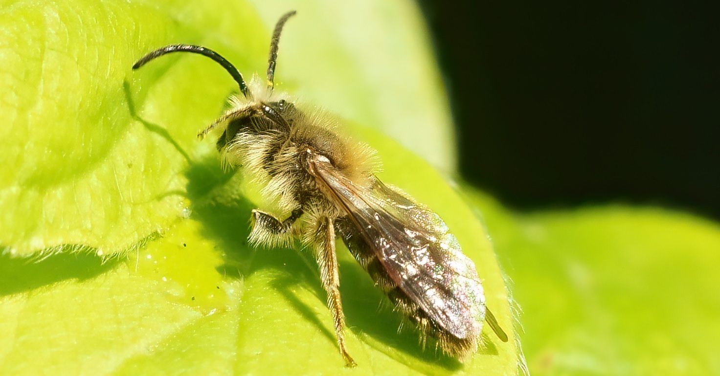 andrene_ovatula.jpg