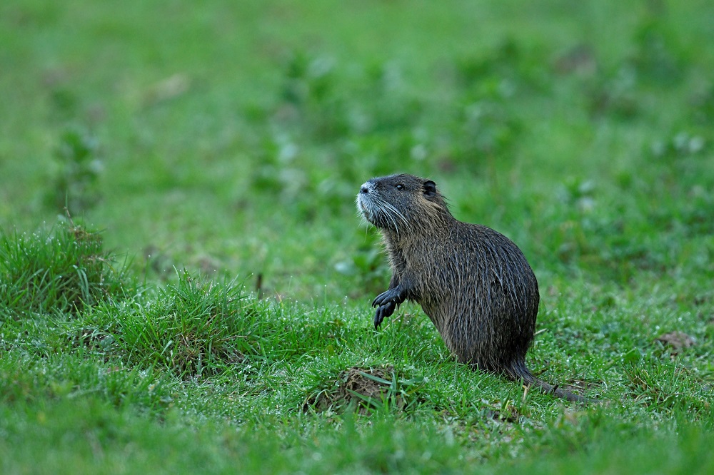 _DSC2903 - Copie - Copie.jpg