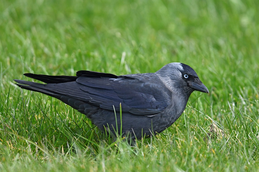 _DSC5158 - Copie - Copie.jpg