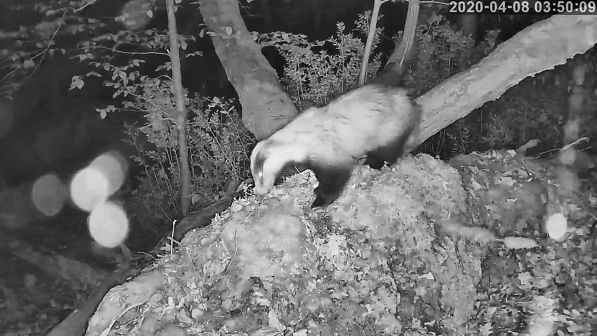 blaireau 08 04 2020.jpg