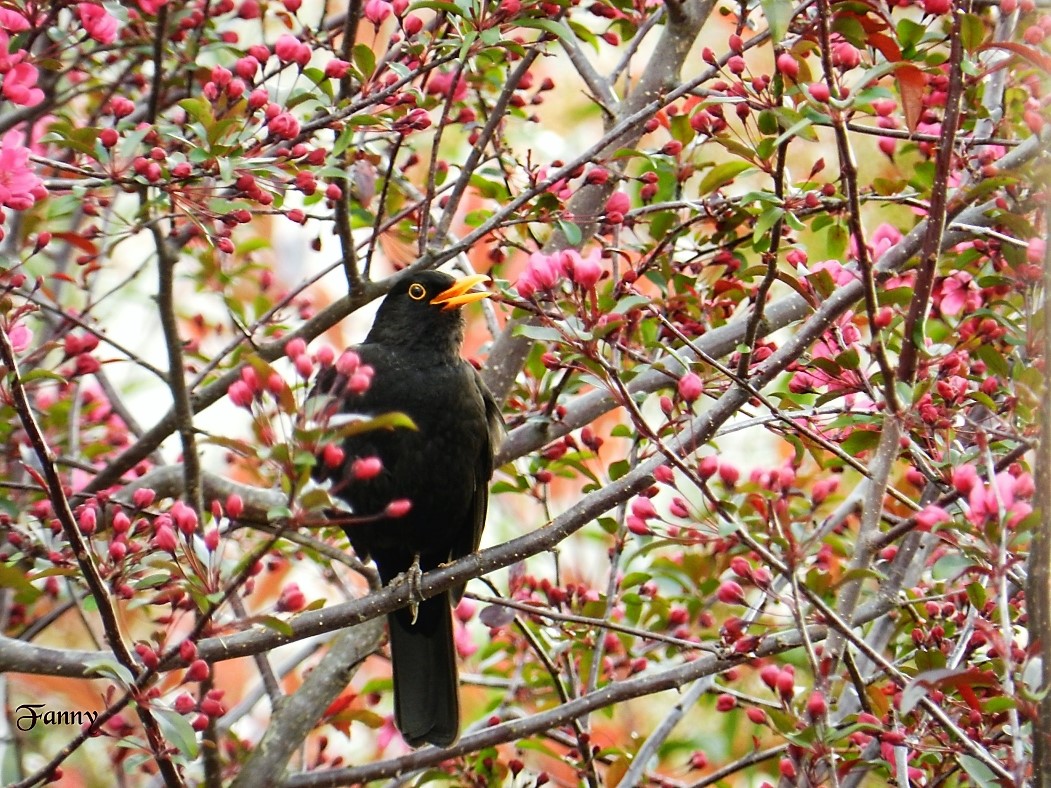 Merle noir Signé 021.jpg