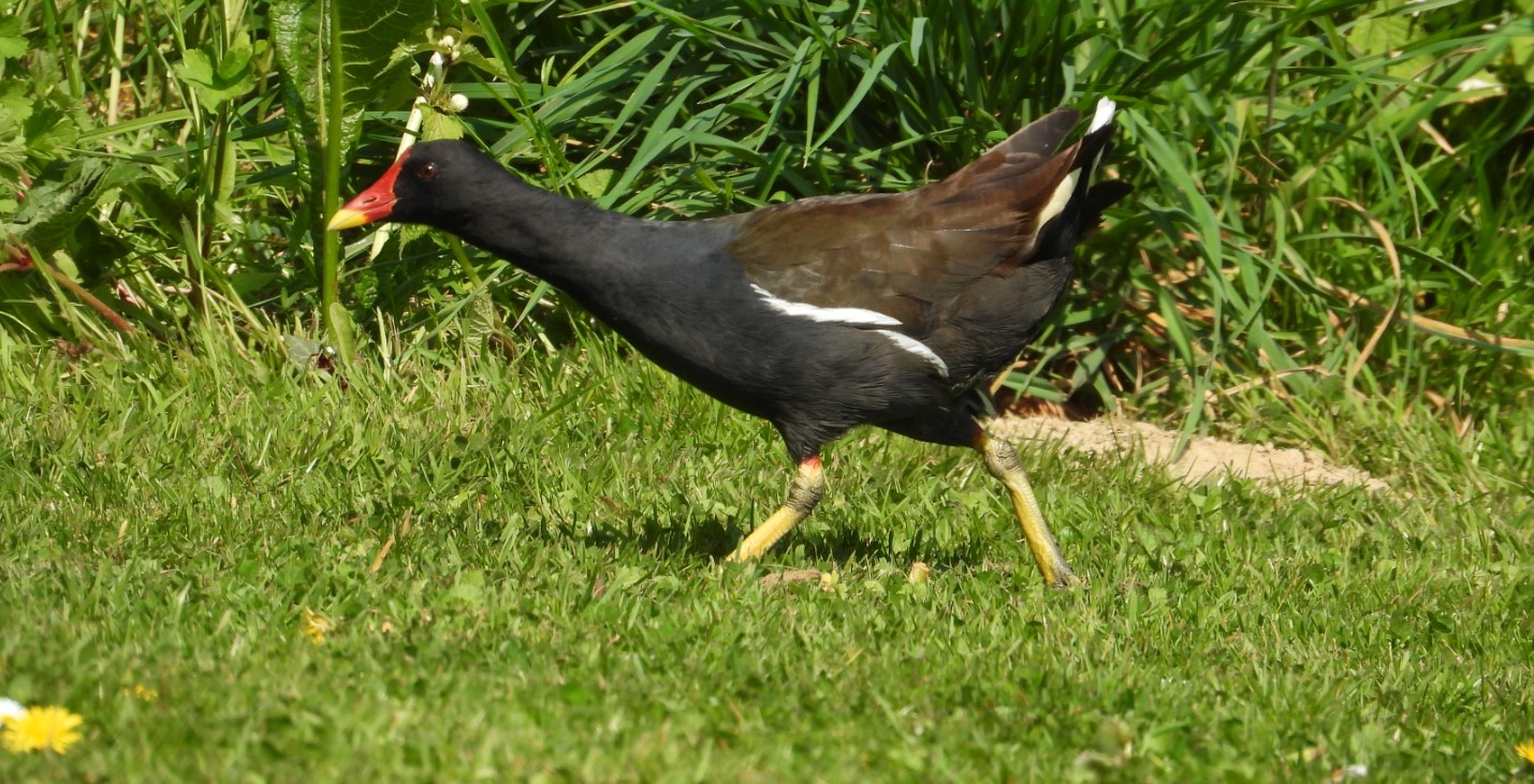 poule.jpg