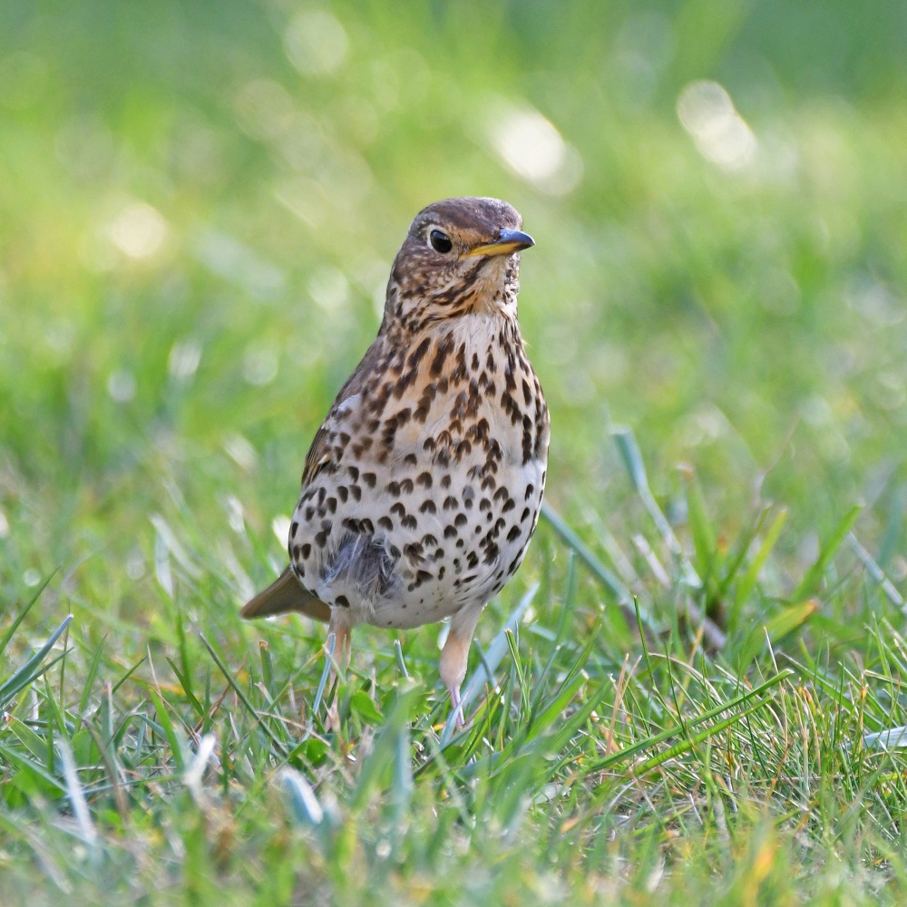 DSC_9525 - Copie.jpg