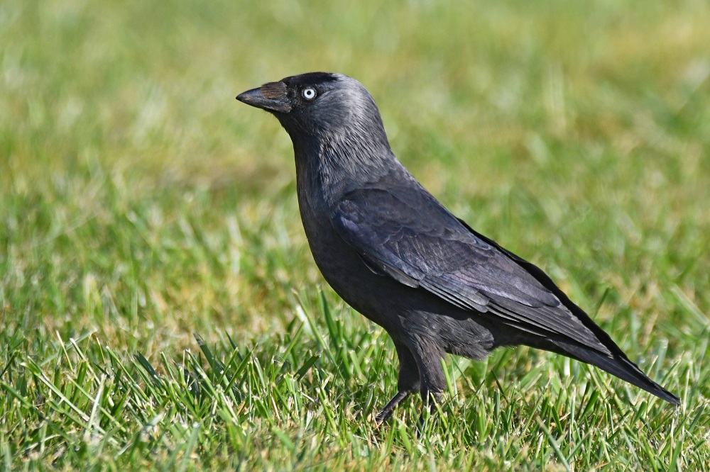 DSC_9577 - Copie.jpg