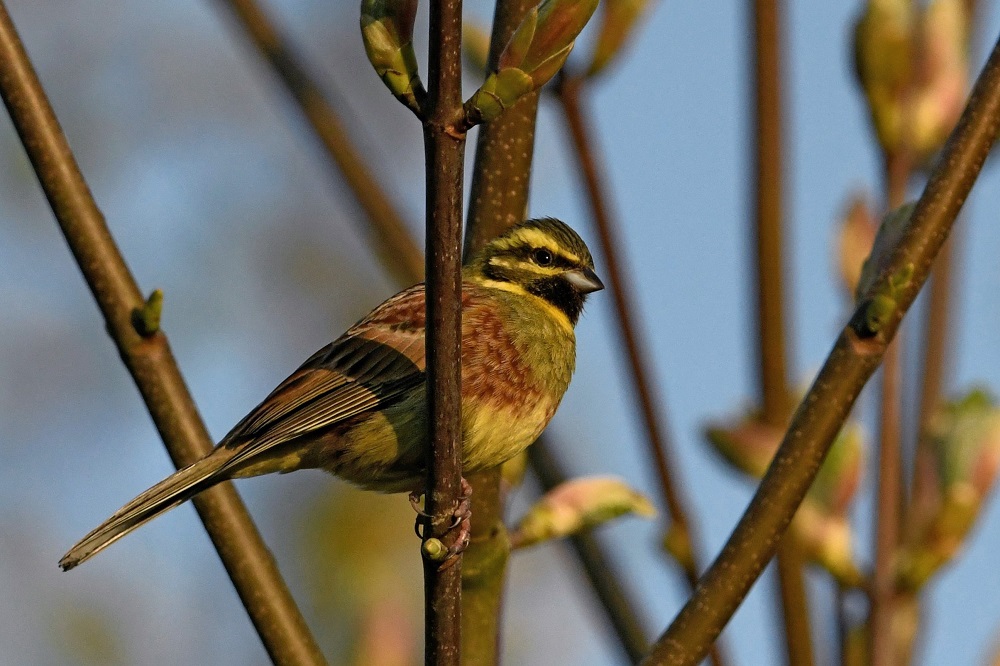 _DSC5178 - Copie - Copie.jpg