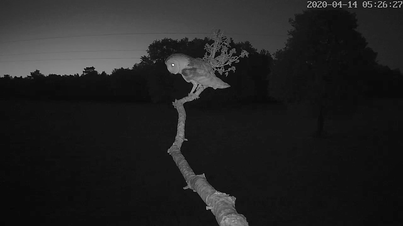 effraie 14 04 2020.jpg