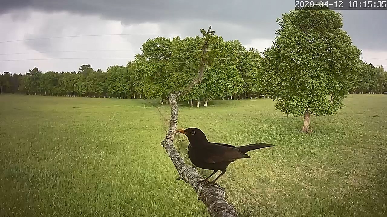 Merle 14 04 2020.jpg