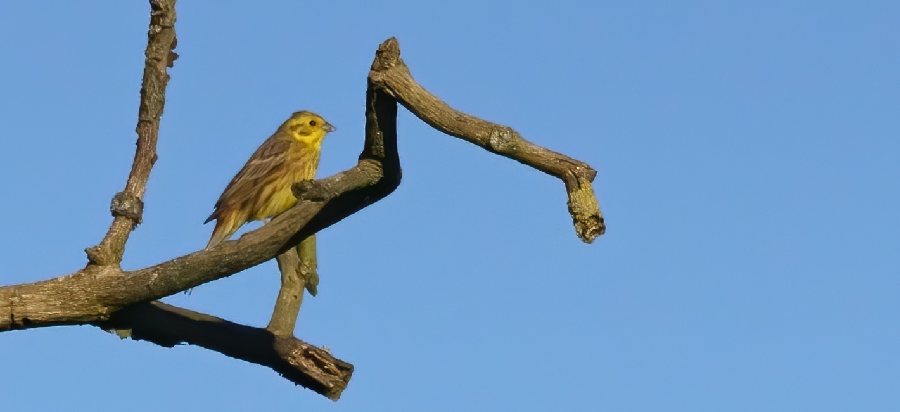 bruant_zizi_femelle_vendée_16avril.jpg