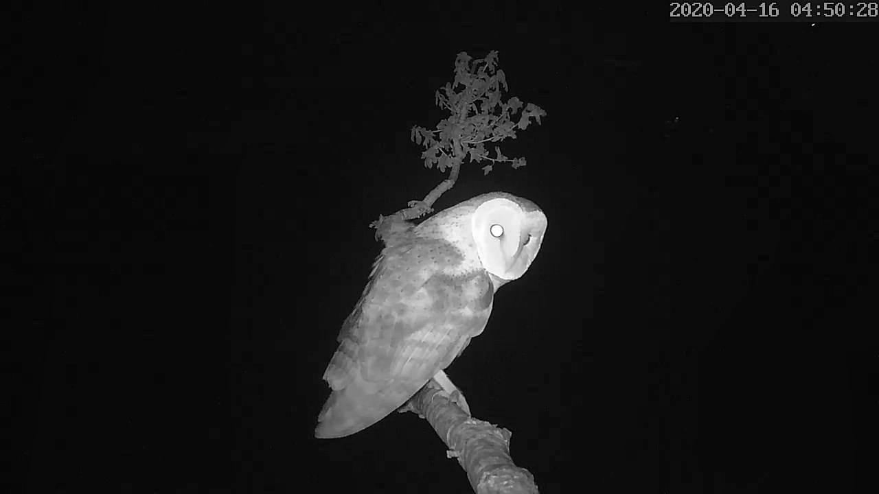 effraie 16 04 2020.jpg