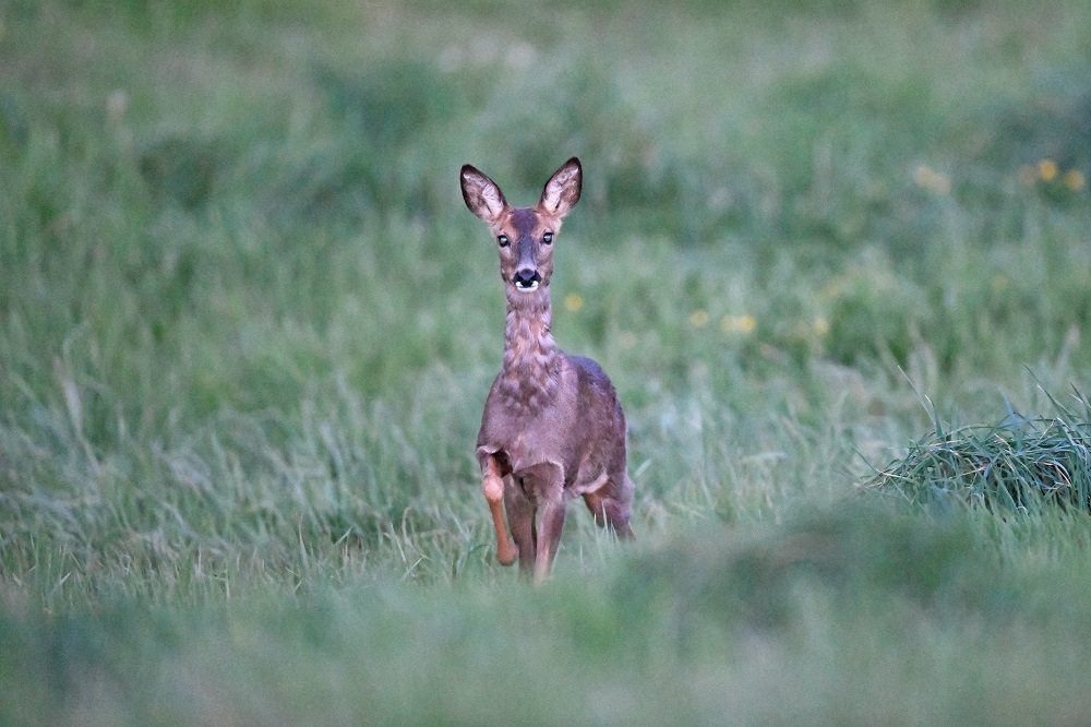 _DSC5278 - Copie - Copie.jpg