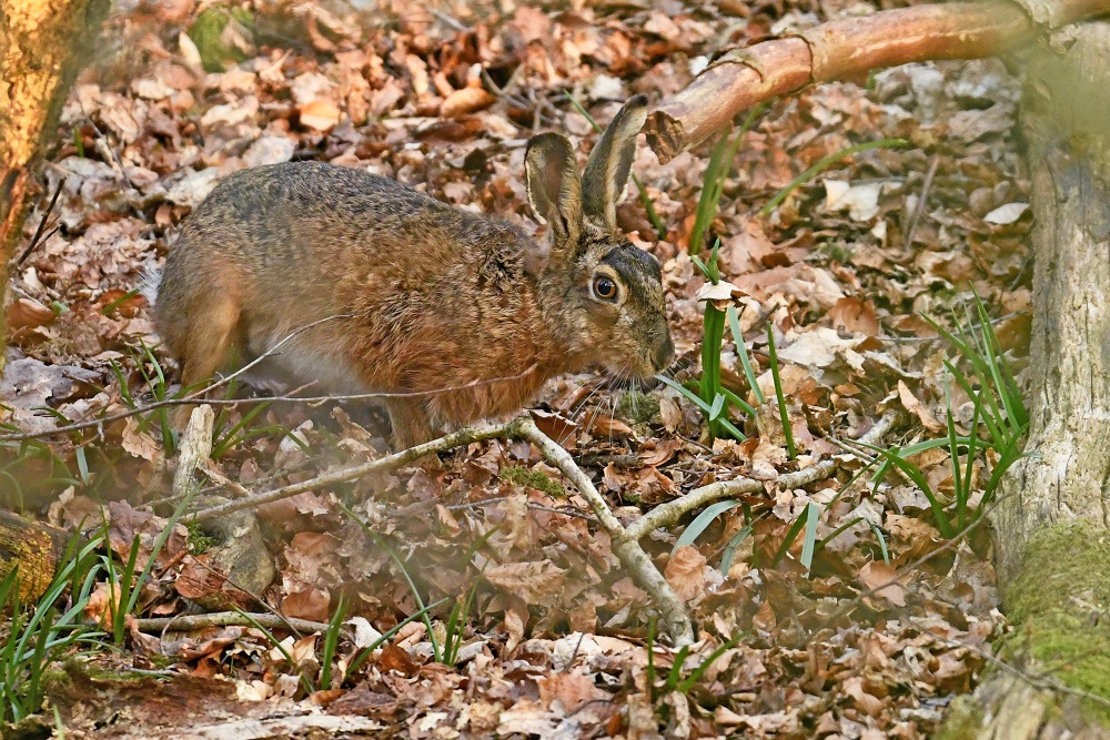 _DSC5187 - Copie (2) - Copie.jpg