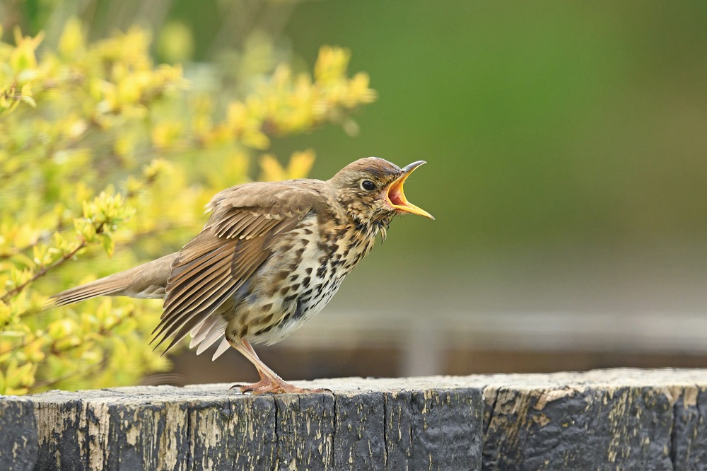 _DSC5393 - Copie.jpg