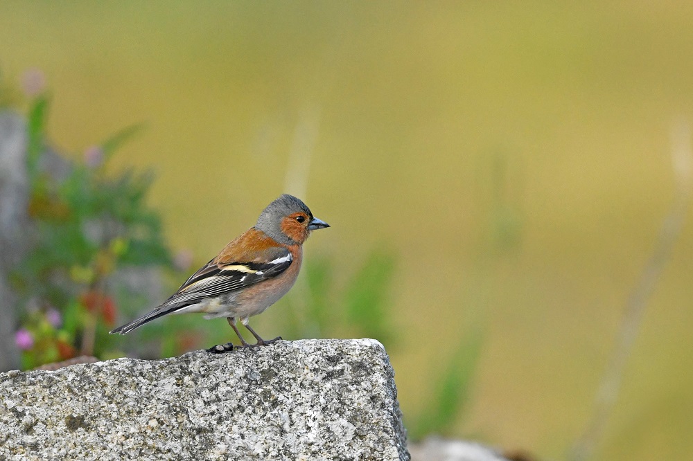 _DSC5723 - Copie.jpg