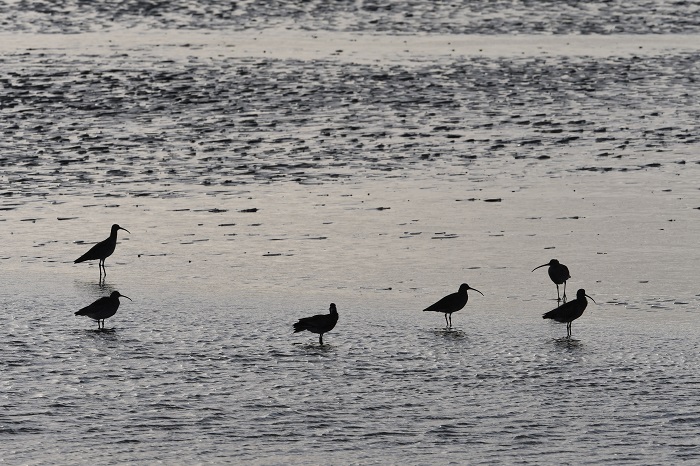 DSC_6951 - Copie.jpg