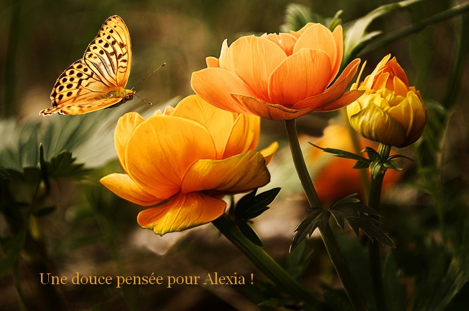 alexia-4f4dbc8.jpg