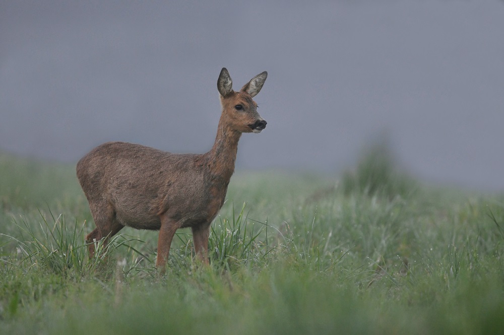 _DSC5799 - Copie.jpg