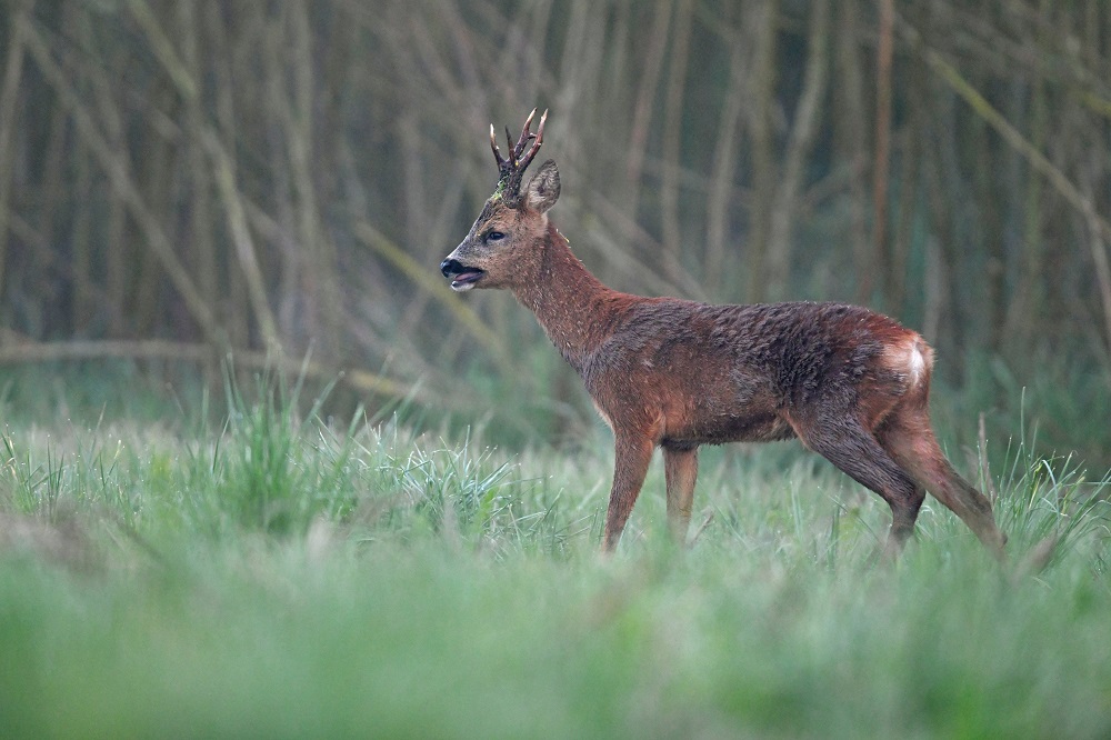 _DSC5803 - Copie.jpg