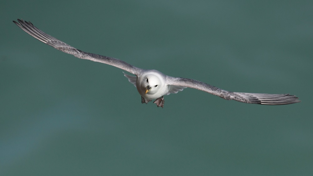 _DSC4852 - Copie.jpg