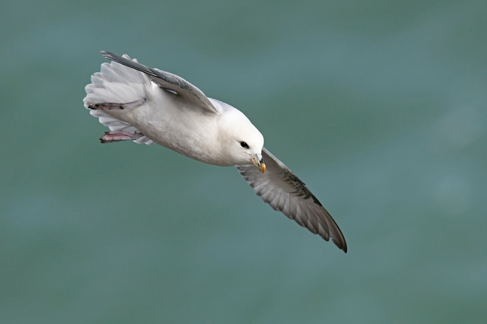 _DSC4830 - Copie.jpg