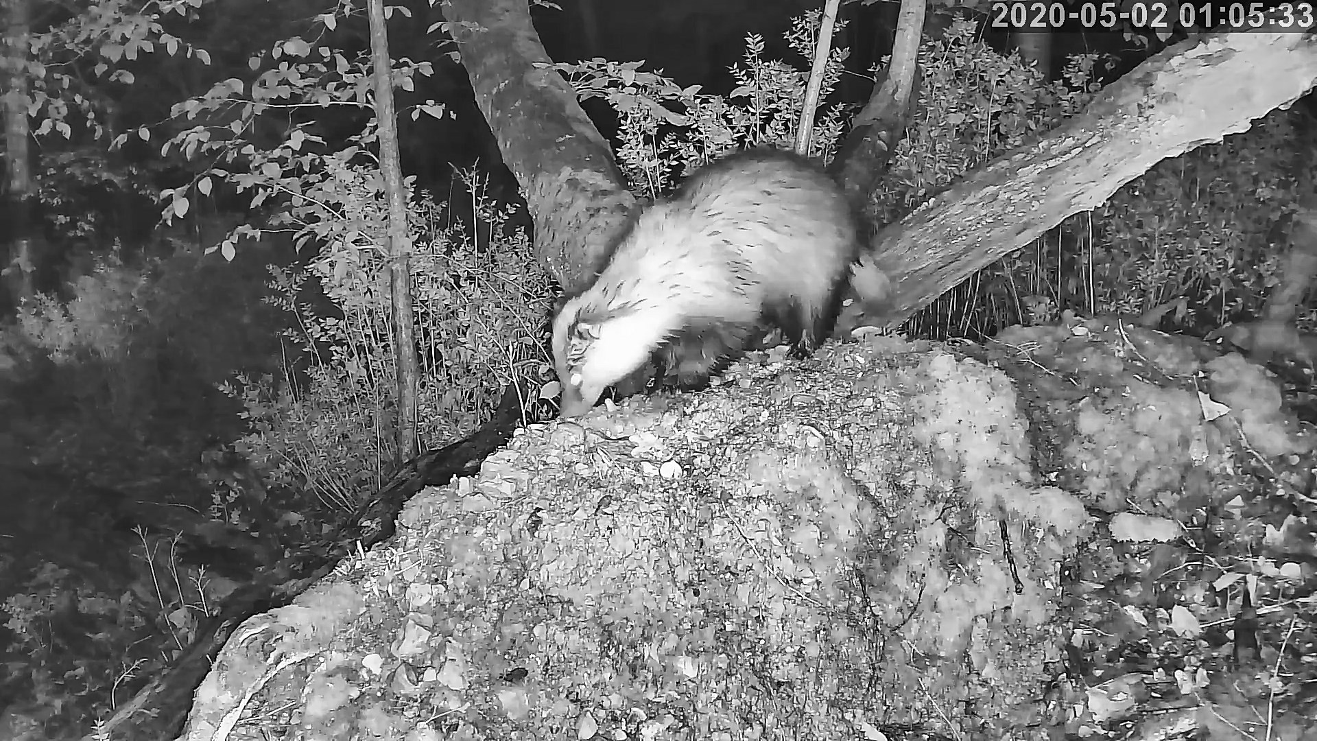 blaireau 02 05 2020.jpg