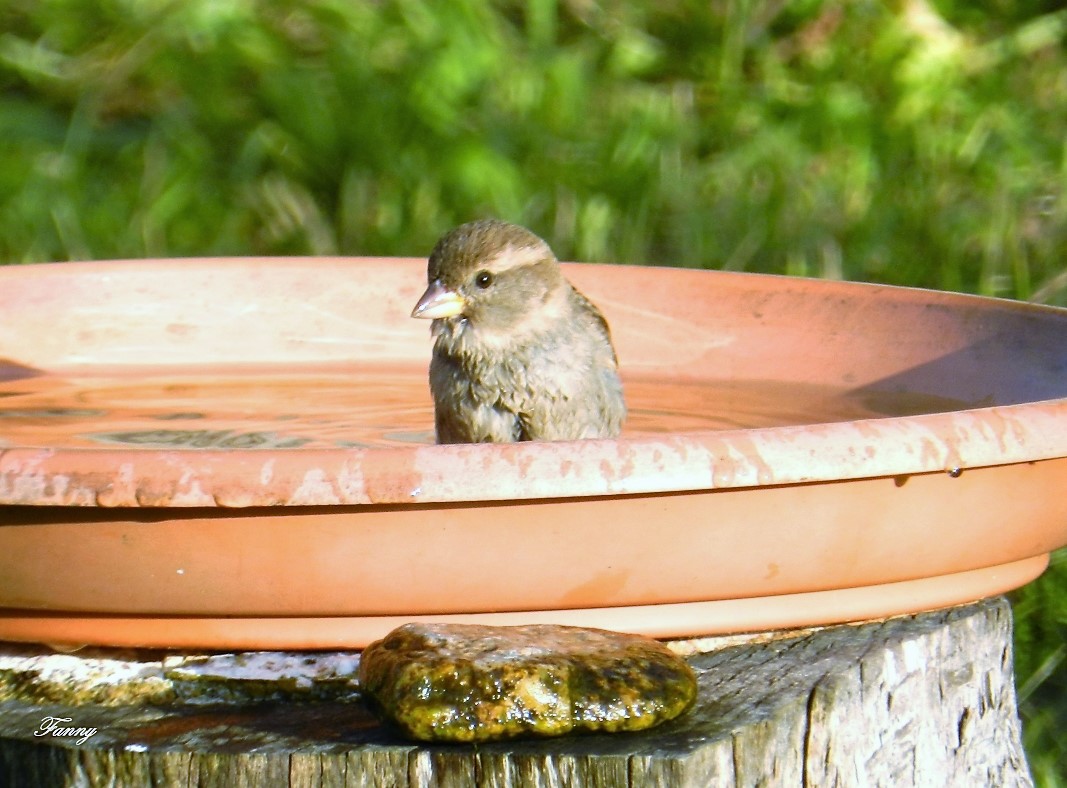 Moineau au bain signé.jpg
