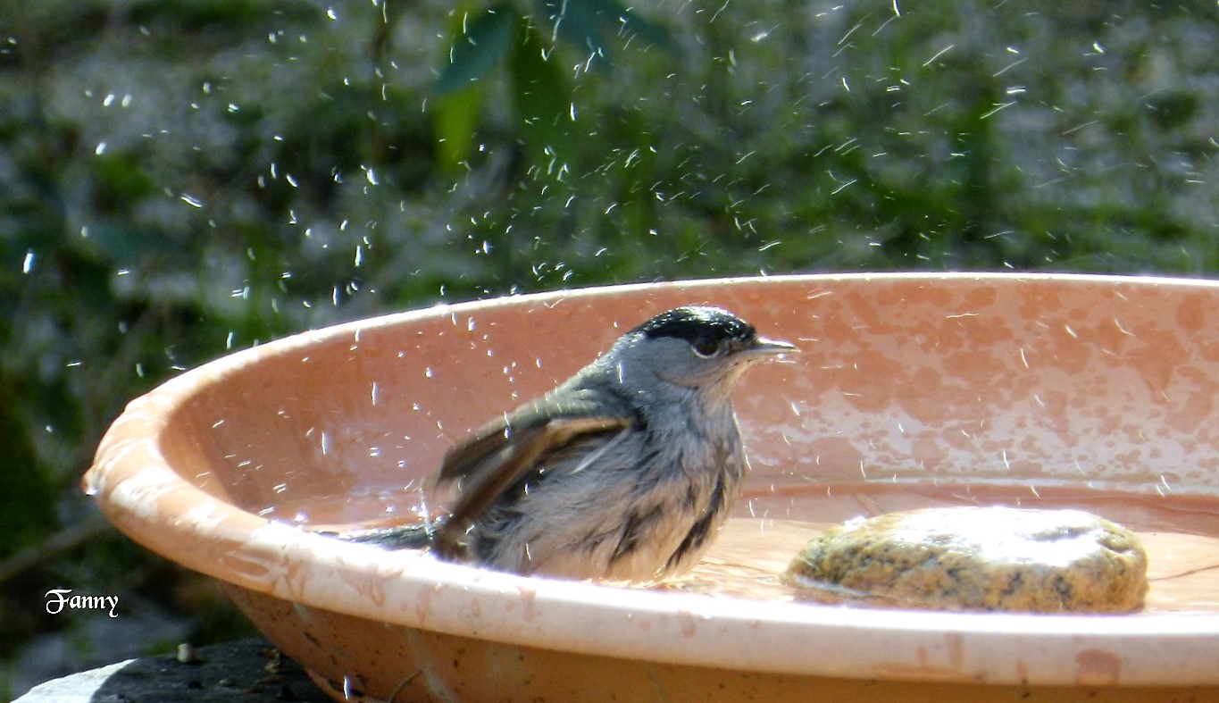 Bain fauvette  signée22 02 12 002Bain Fauvette.jpg