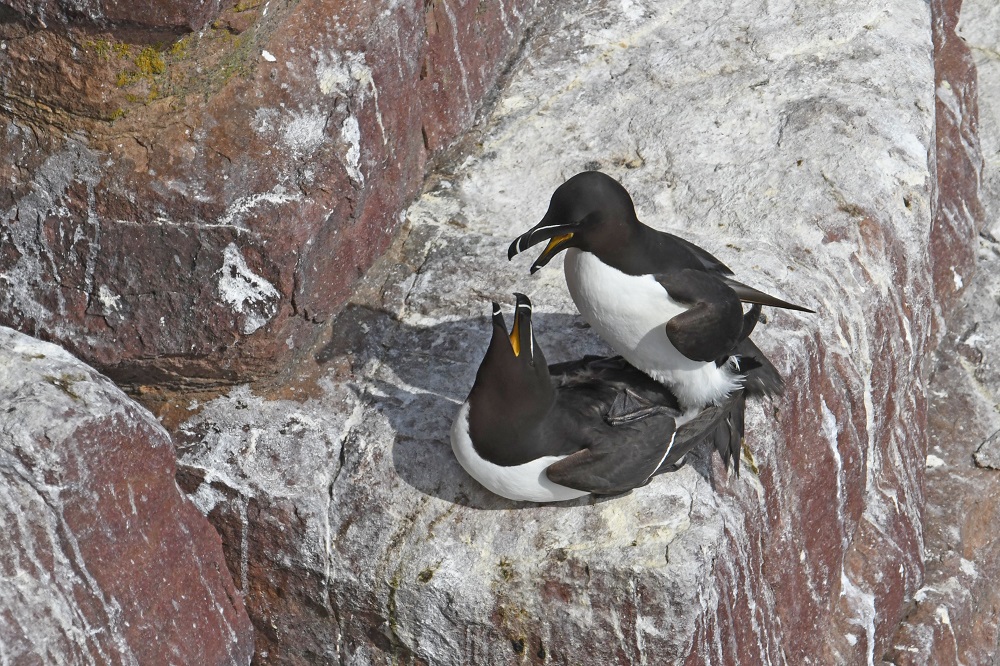 DSC_0657 - Copie.jpg