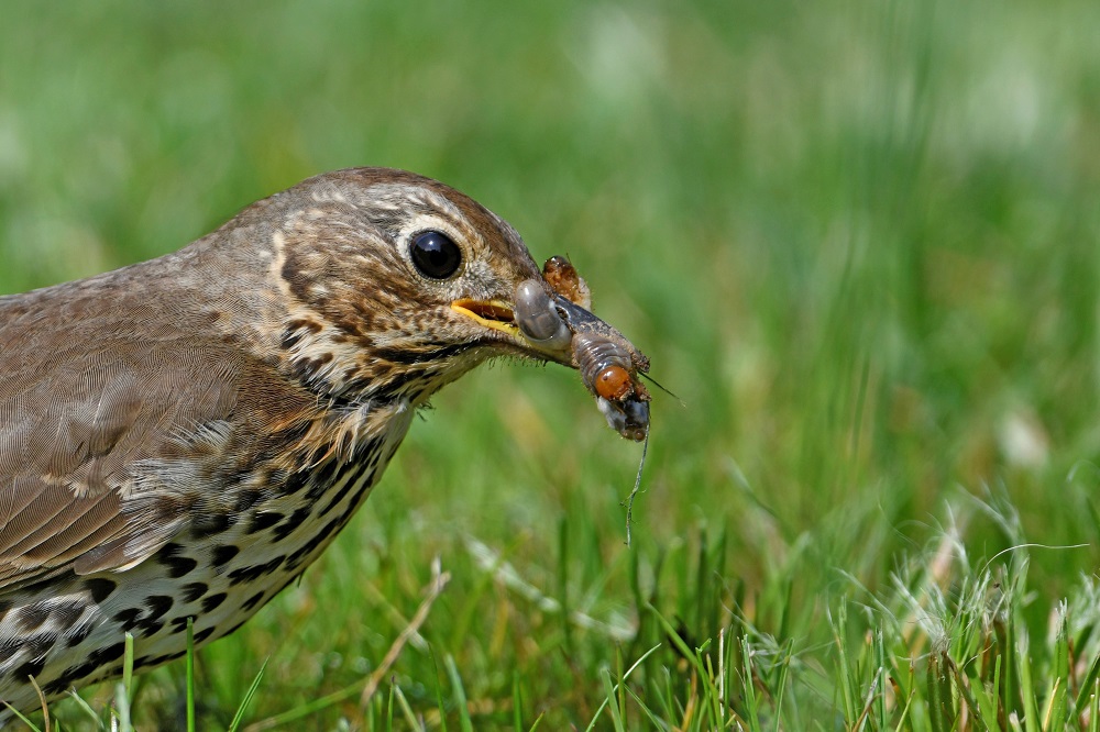 _DSC6415 - Copie.jpg