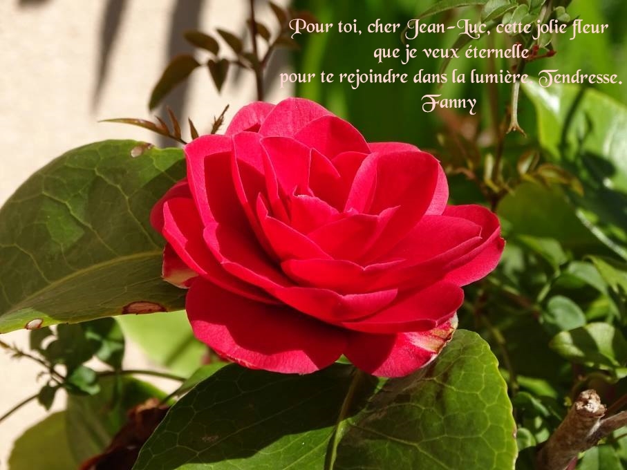 Pour toi JL-F.jpg