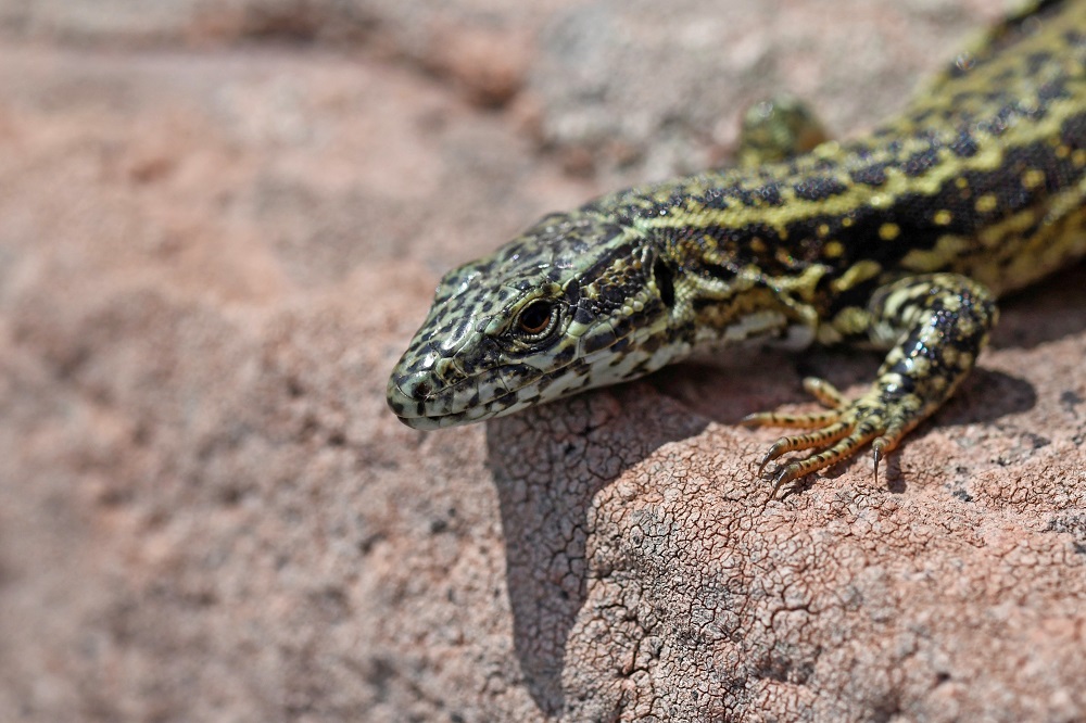 _DSC7171 - Copie.jpg