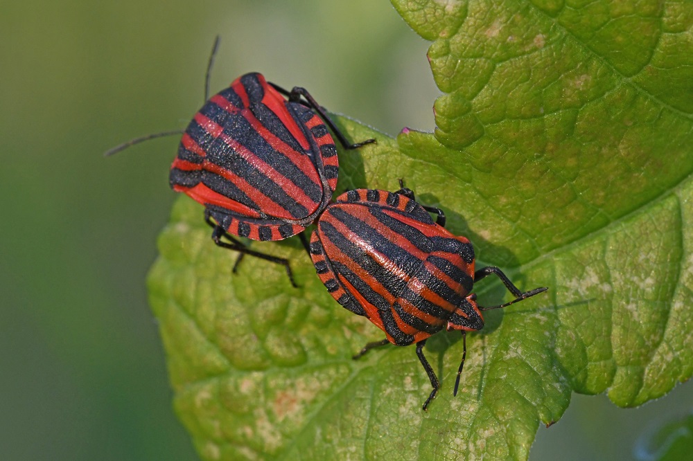 DSC_1312 - Copie.jpg