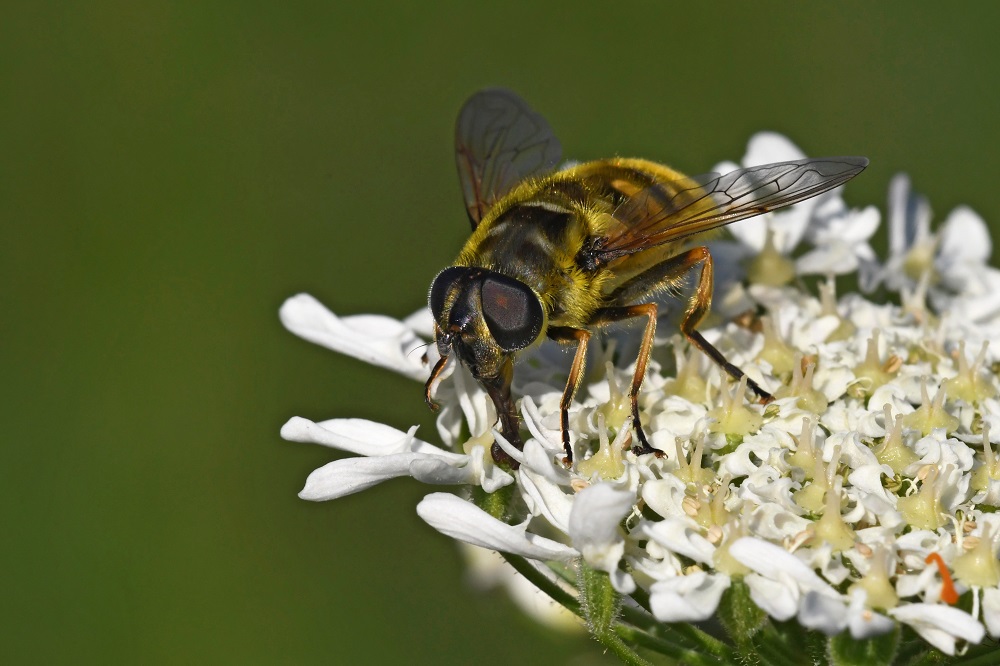 DSC_0942 - Copie.jpg