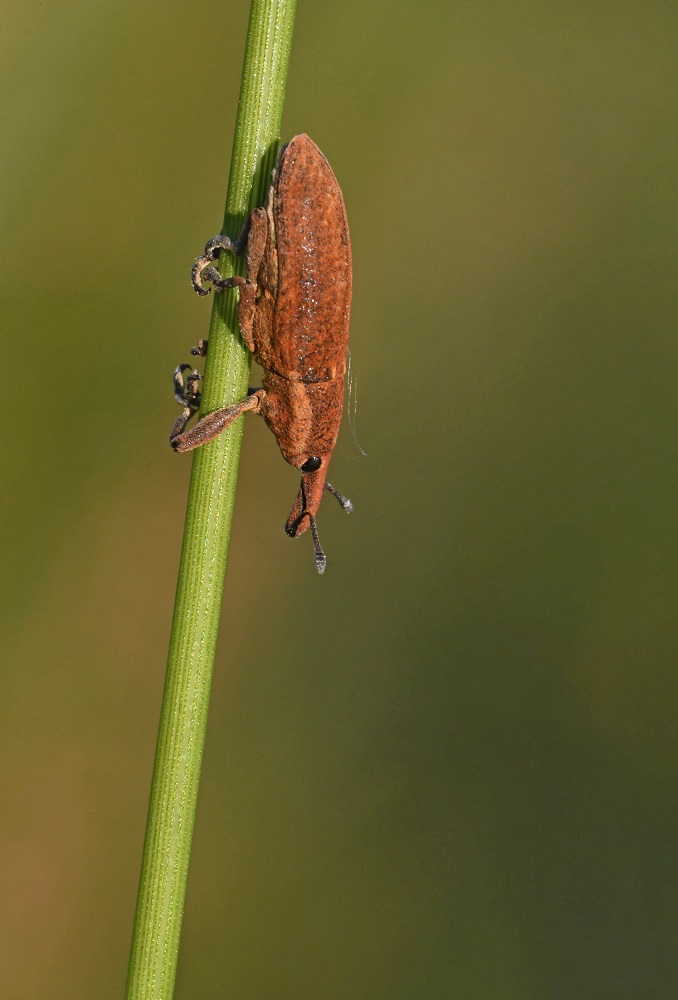 DSC_1158 - Copie.jpg