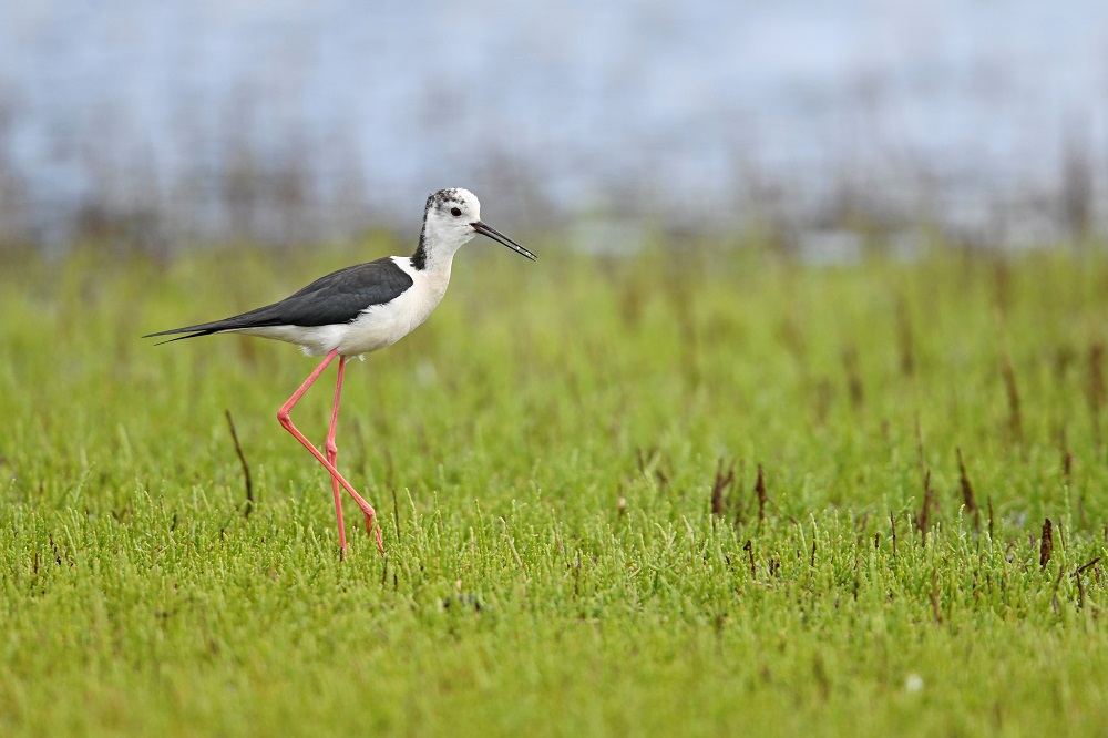 _DSC9202 - Copie.jpg