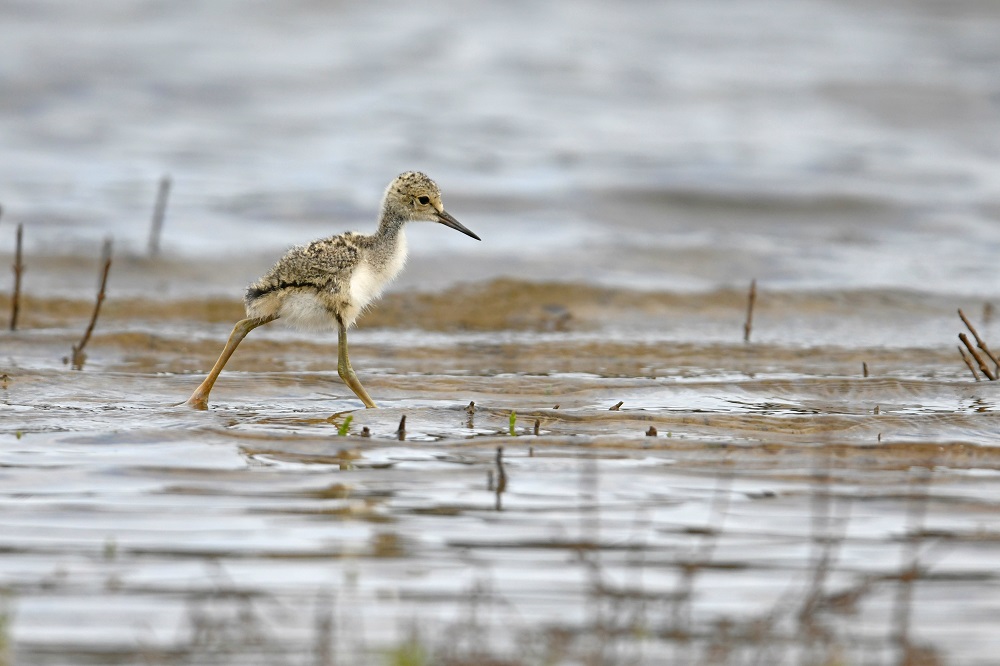 _DSC9195 - Copie.jpg