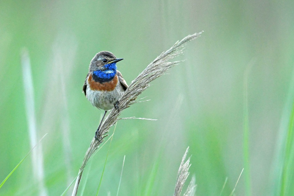 _DSC8709 - Copie.jpg