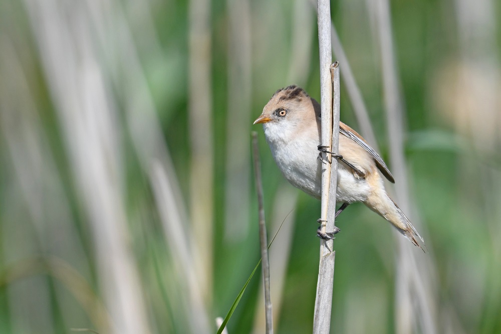 DSC_3414 - Copie.jpg