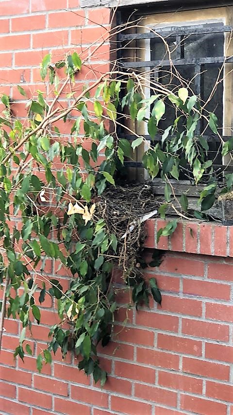 Nid sur fenettre-18 06.jpg