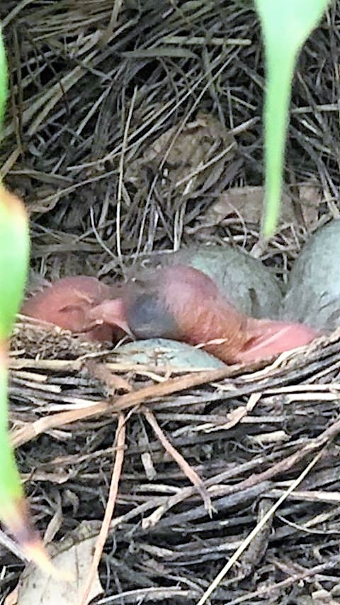 Naissance oissilons.jpg