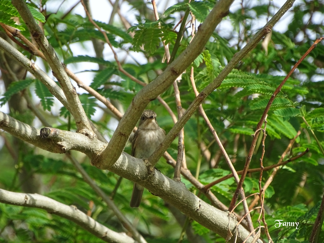 Gobe mouche gris  SignéDSC05868.jpg